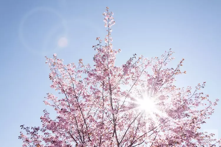 Lente lijkt eindelijk door te zetten