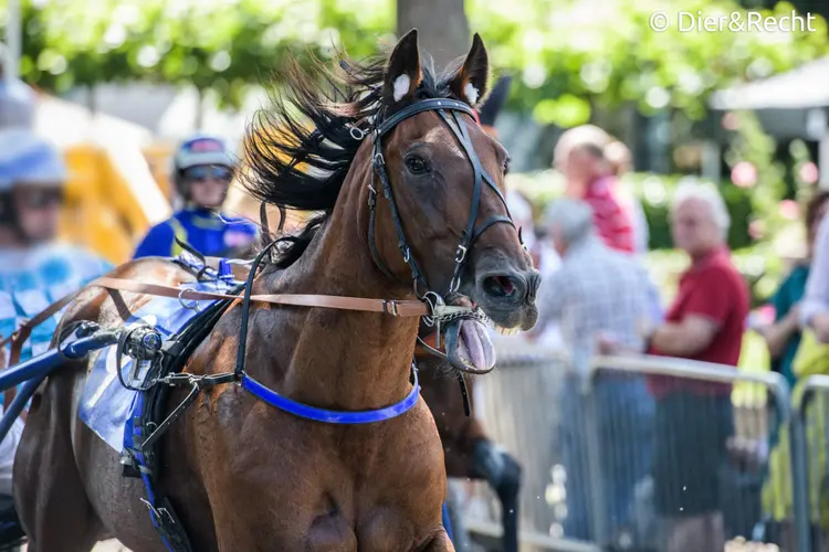 Drafrace in Enkhuizen: geen feest voor paarden