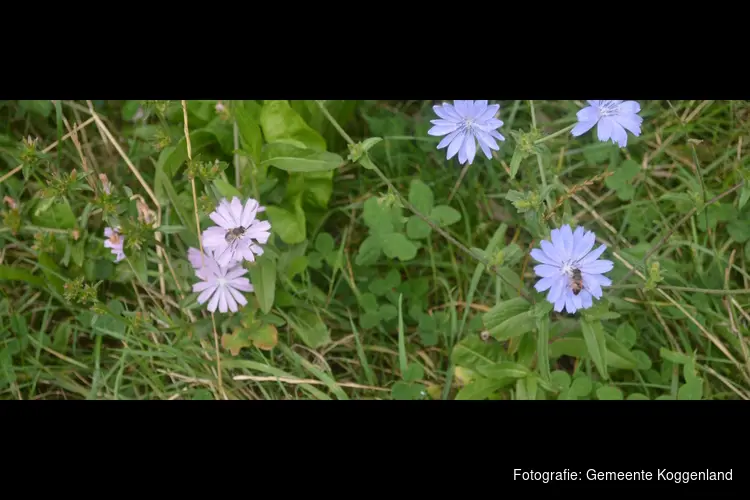 Koggenlands kruidenrijk grasland