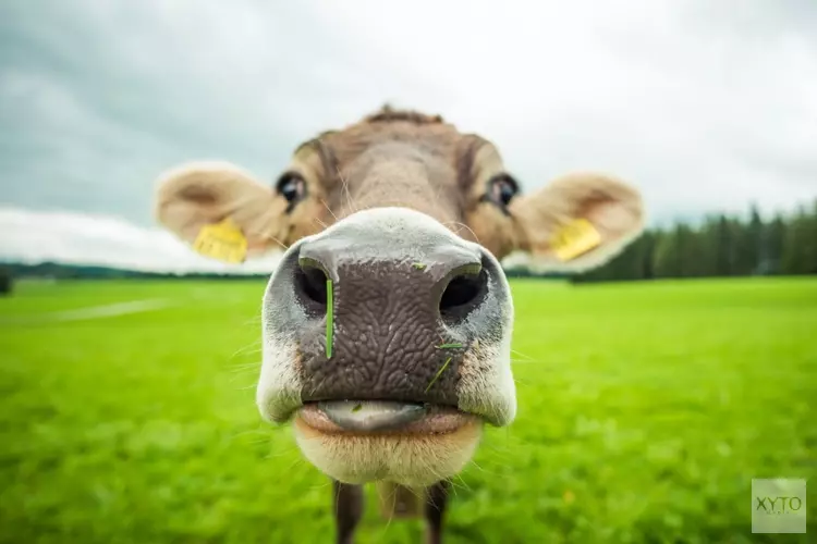 Hoe zien Koggenlanders de toekomst?