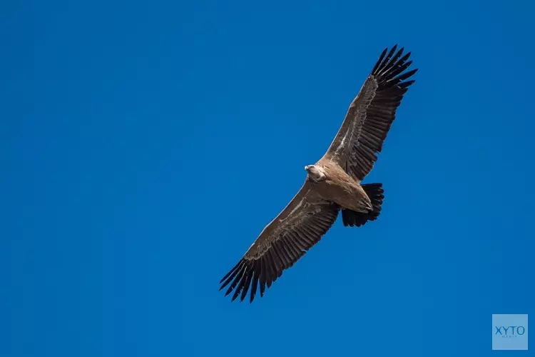 Vale gier zweeft over West-Friesland en Noordkop: "Blijft bijzonder"